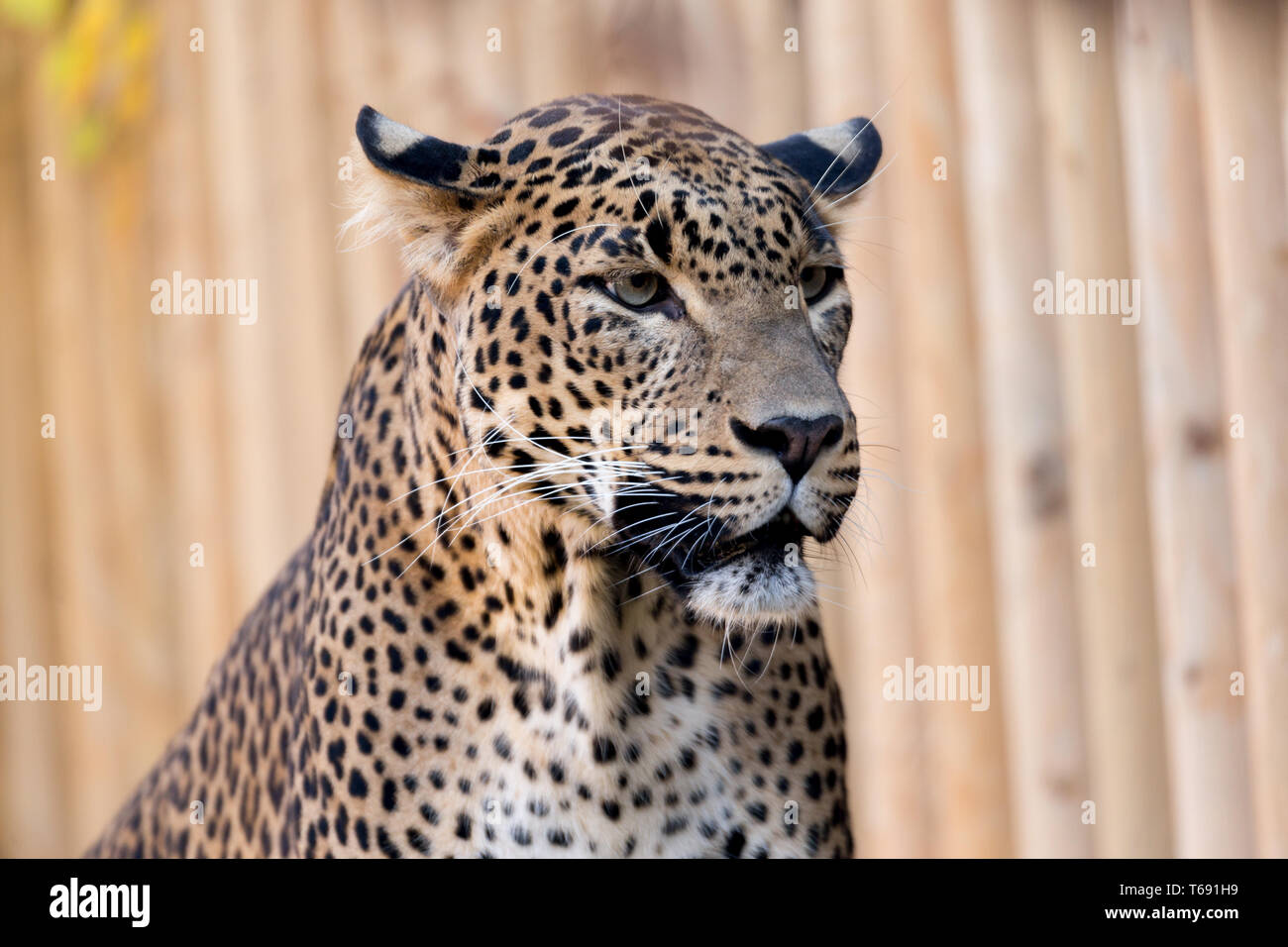 Closeup of Leopard looks forward Stock Photo - Alamy