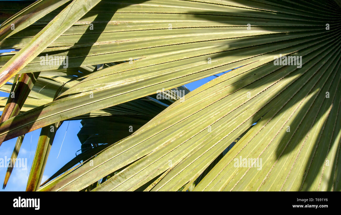 Palmyra Palm Tree High Resolution Stock Photography and Images - Alamy