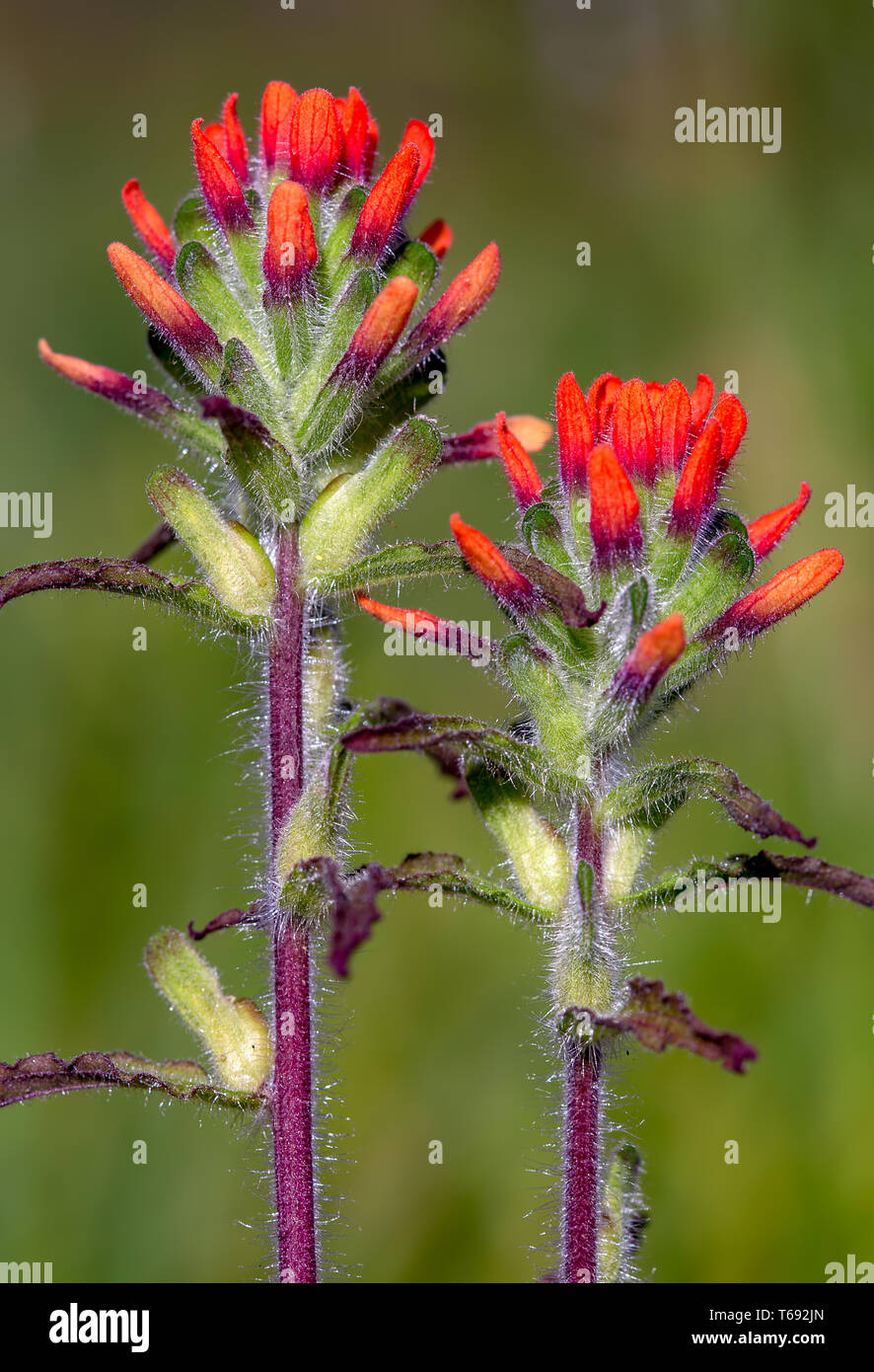 The exotic beauty of two scarlet Indian paintbrush flowers captured in a macro photography at the Andean mountains of Colombia. (vertical) Stock Photo