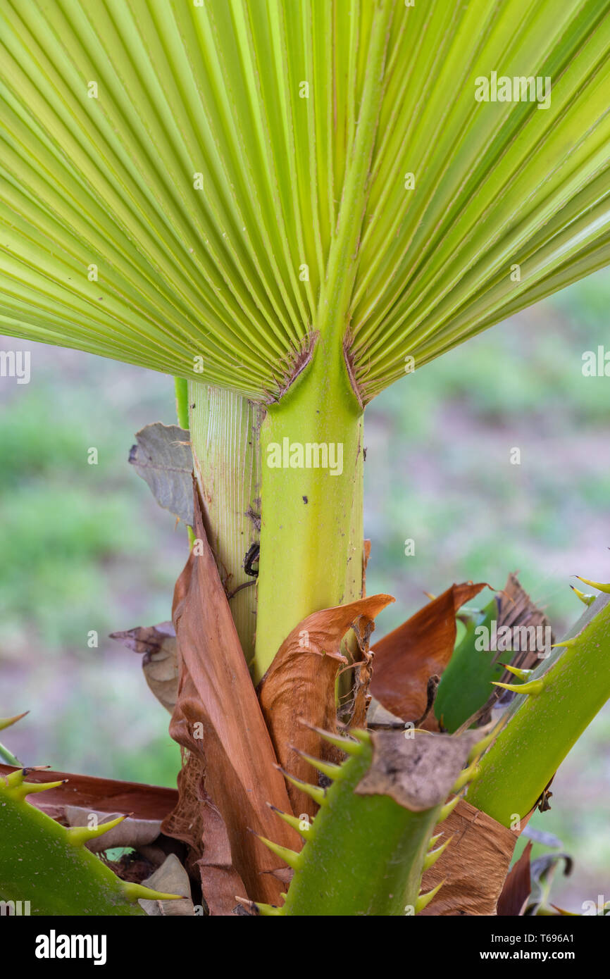 Leaves palm trees hi-res stock photography and images - Alamy