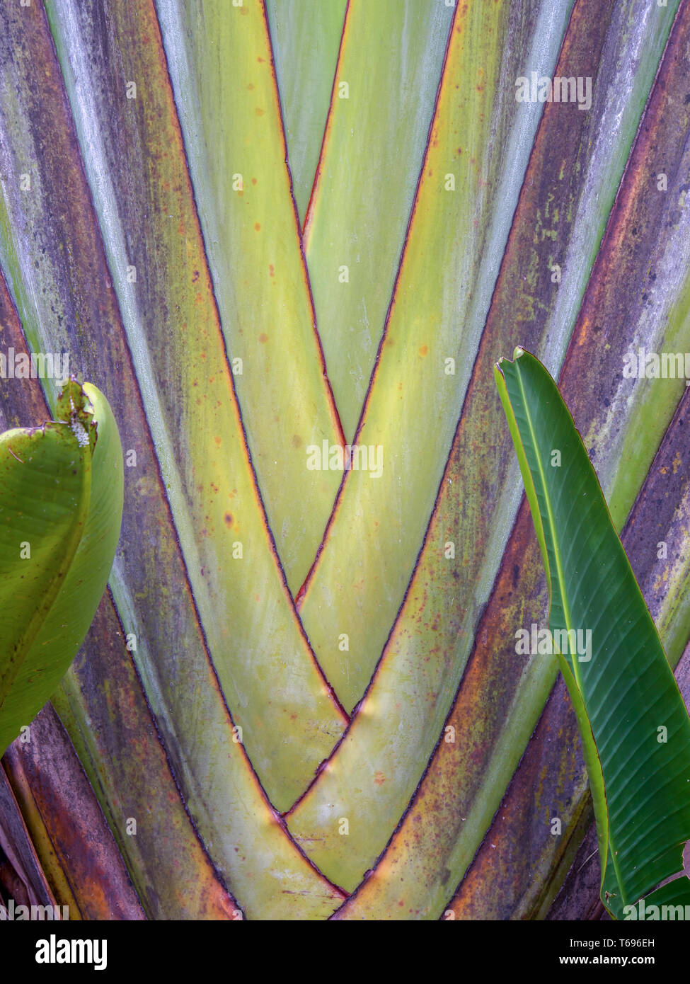 Close Up Photography Of The Leaves Of A Borassus Palmyra Palm Tree