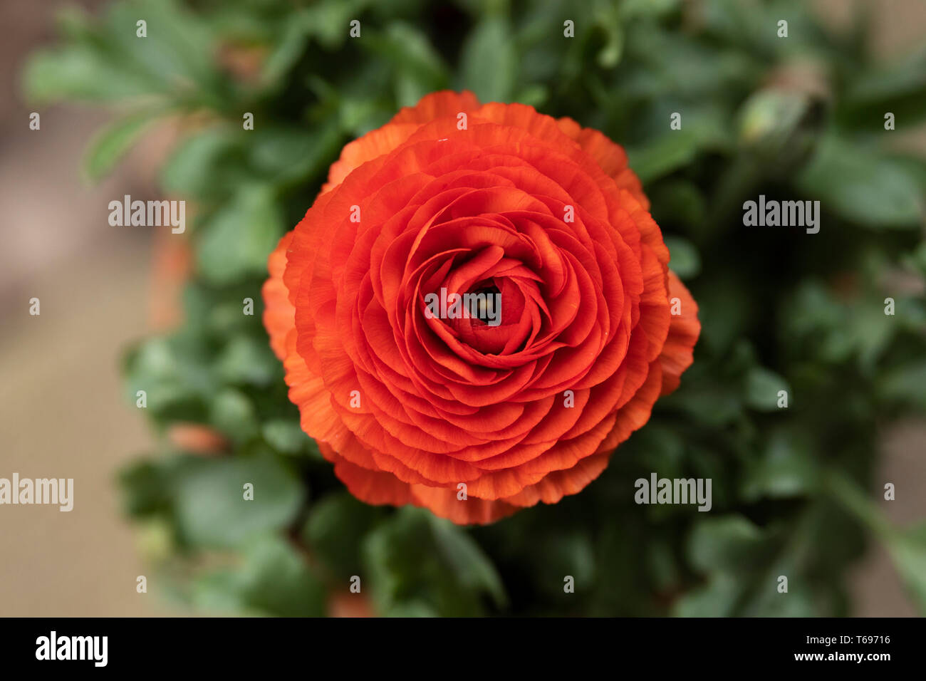 Double flowered hi-res stock photography and images - Alamy