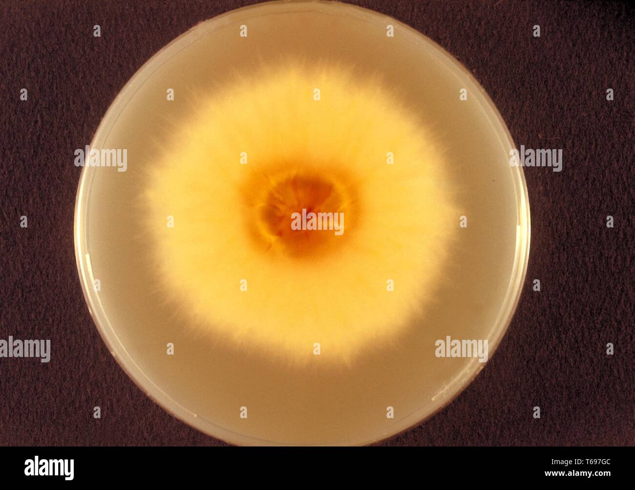 Bottom view photograph of the Sebouraud dextrose agar plate culture growing a colony of Microsporum persicolor fungus, 1973. Image courtesy Centers for Disease Control and Prevention (CDC) / Dr Arvind A. Padhye. () Stock Photo