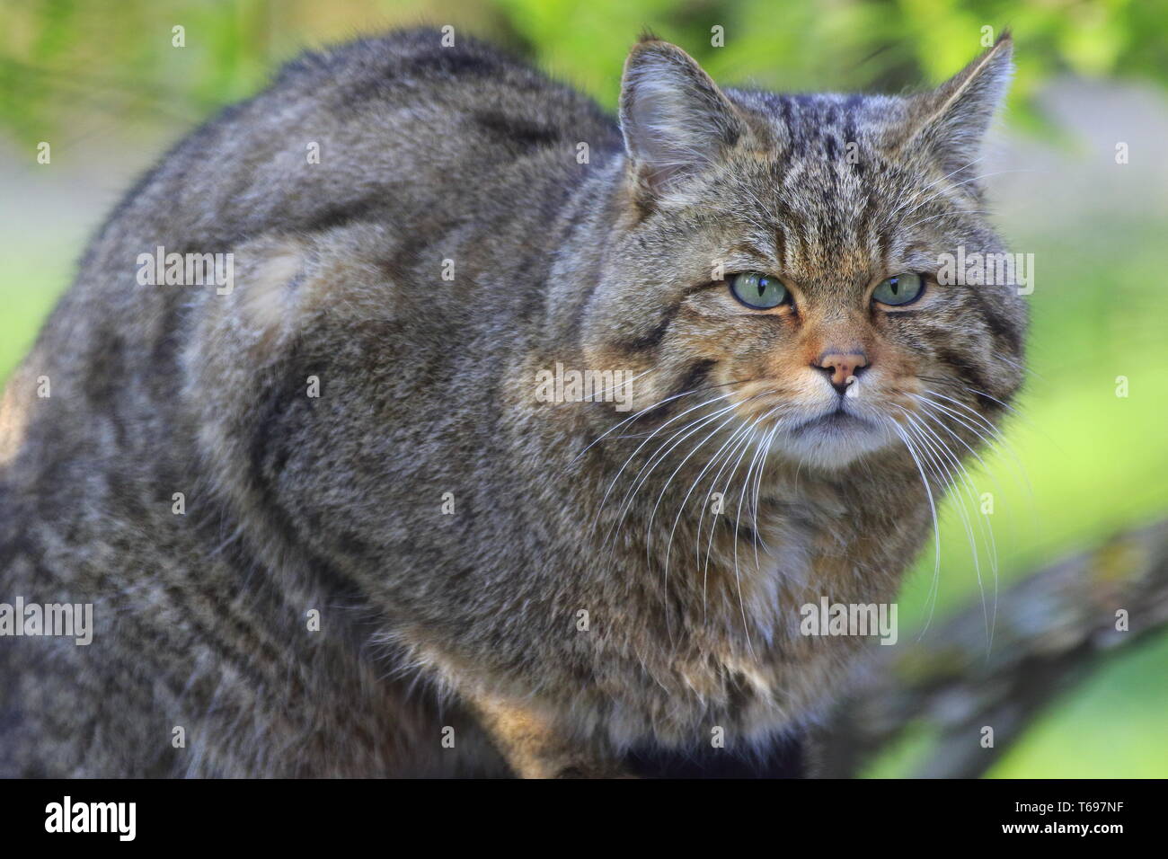 European Wild Cat, Felis silvestris, South Germany Stock Photo