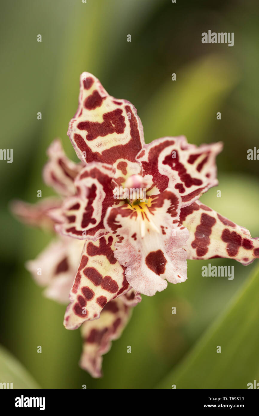 Largerara orchid in variety Angel Baby 'Sultry'. Stock Photo