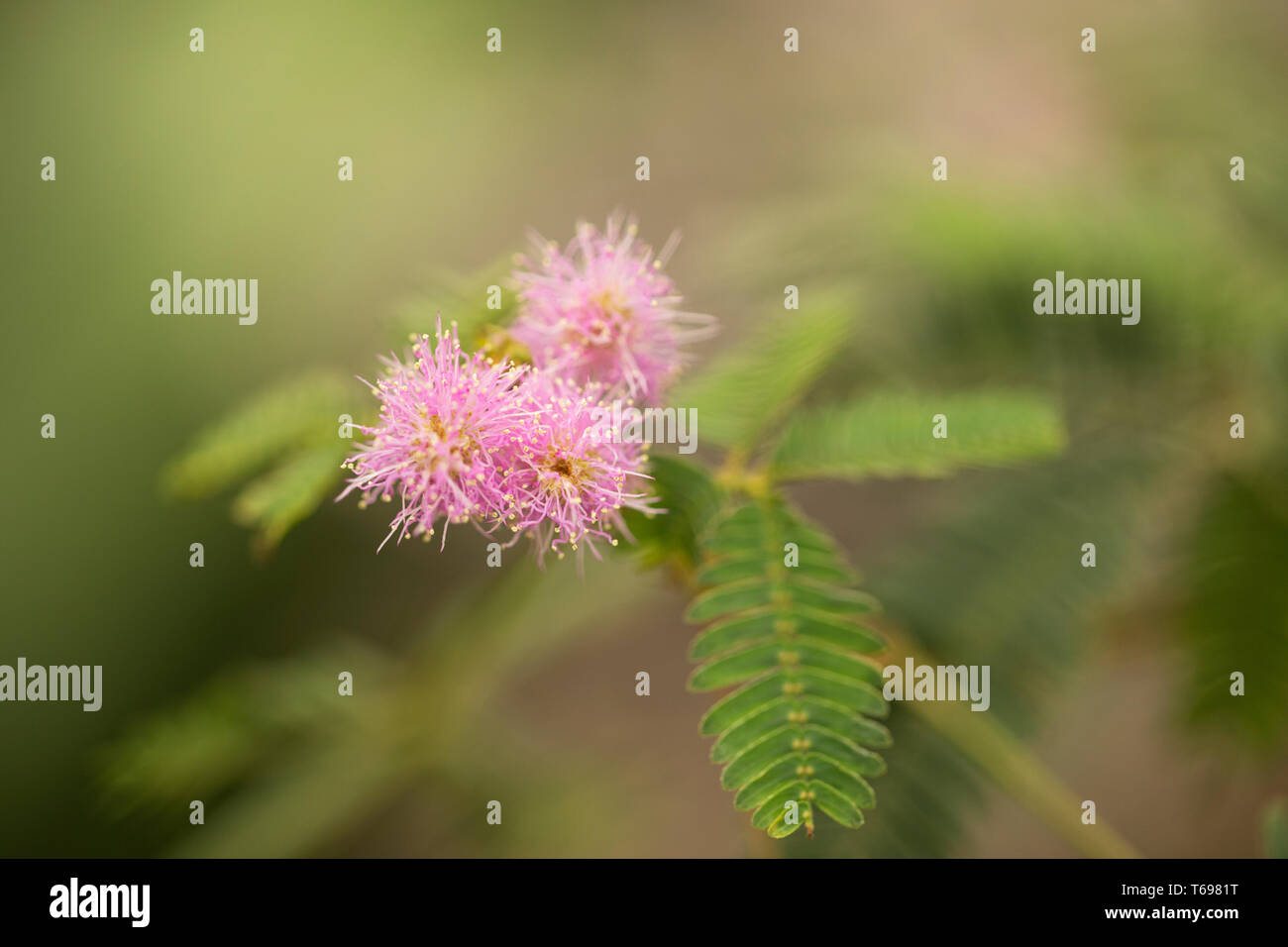 Mimosa pudica, also known as sensitive plant, sleepy plant, action plant, Dormilones, touch-me-not, shameplant, zombie plant, or shy plant. Stock Photo