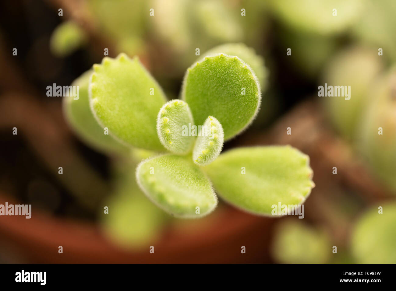 Bear's paw (Cotyledon tomentosa), a plant native to Africa with green fuzzy leaves that look like bear paws. Stock Photo