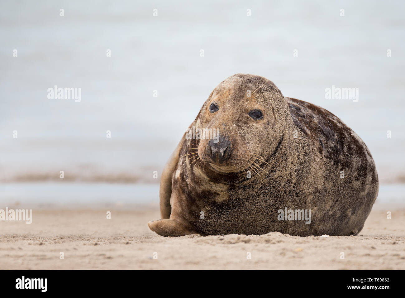 atlantic Grey Seal portrait Stock Photo - Alamy