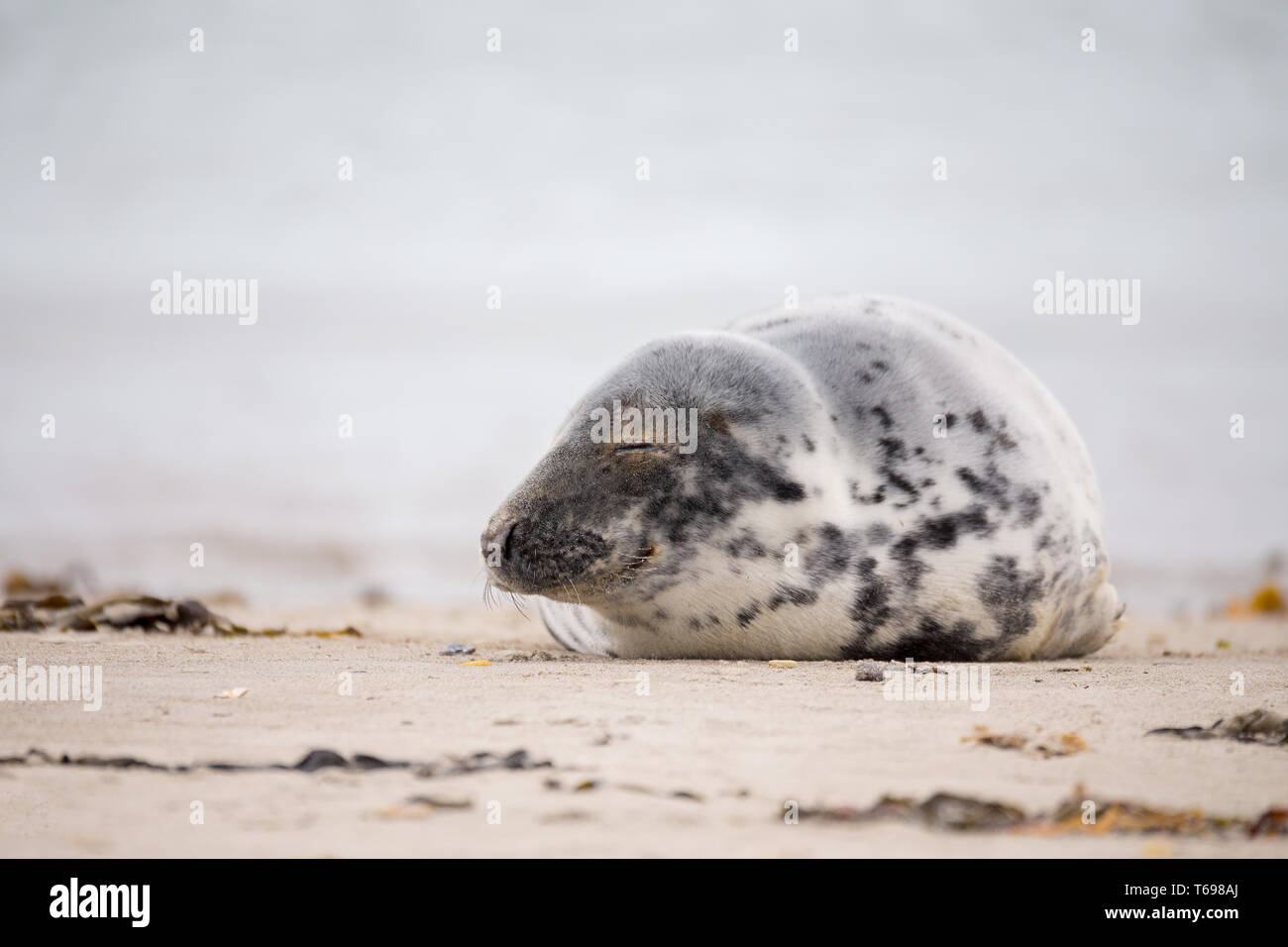 atlantic Grey Seal portrait Stock Photo - Alamy
