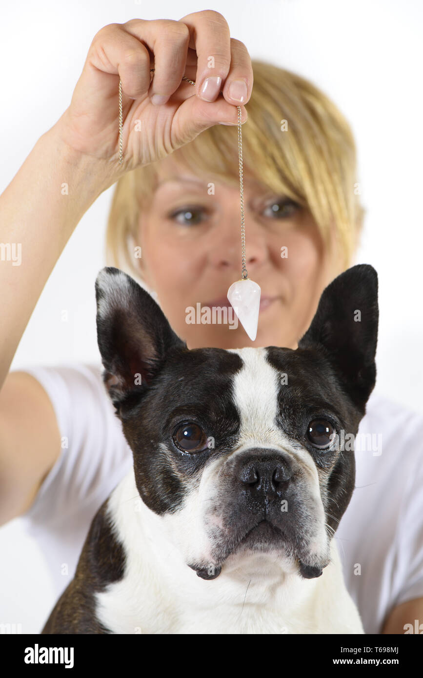dog and vet at clinical examination with pendulim Stock Photo