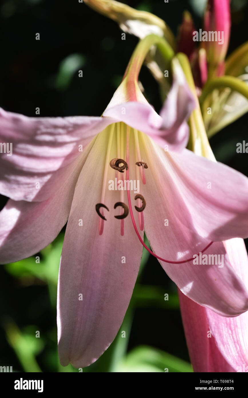 Crinum x powellii pink Crinumx powellii Rosum swamp lily Stock Photo
