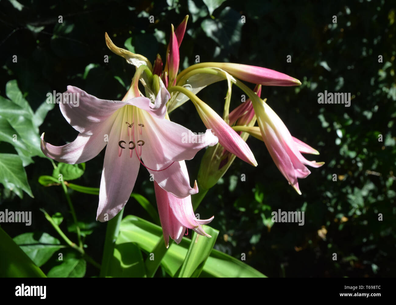 Crinum x powellii pink Crinumx powellii Rosum swamp lily Stock Photo