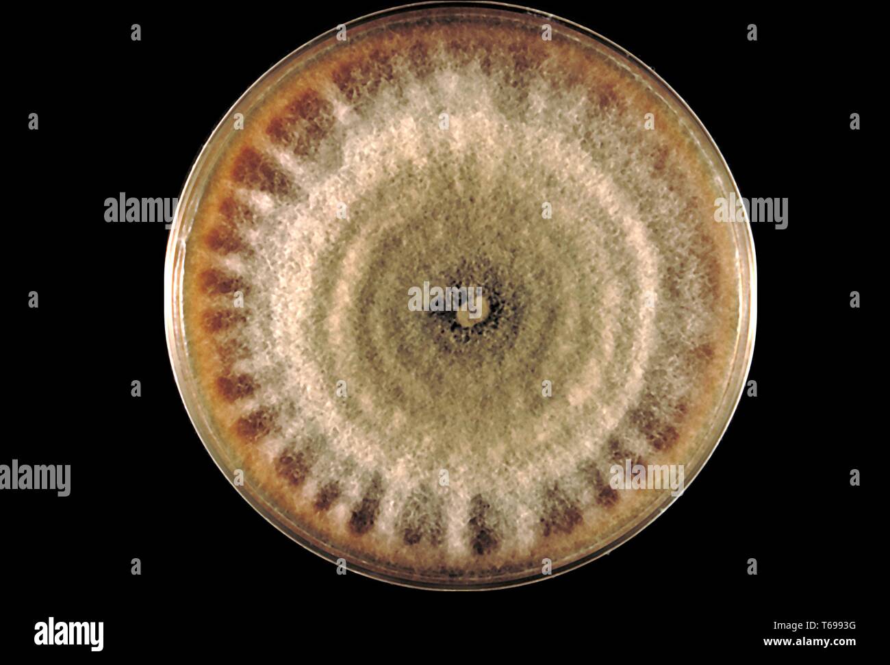 Close-up photograph of the agar plate culture with a colony of the fungus Corynespora cassiicola, 1970. Image courtesy Centers for Disease Control and Prevention (CDC). () Stock Photo