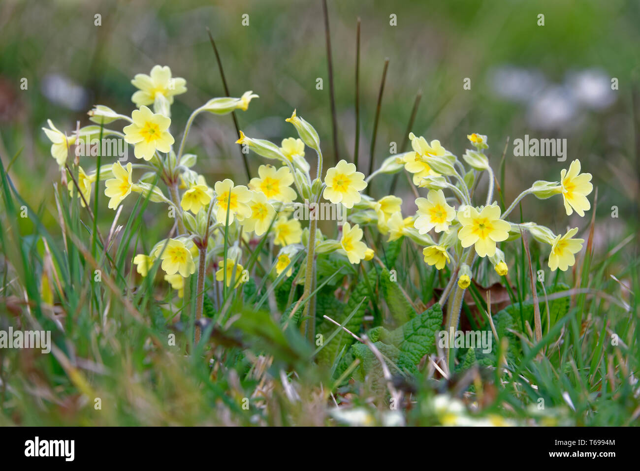 False Oxlip - Primula x polyantha A natural hybrid of Primrose - Primula vulgaris, and Cowslip - Primula veris Stock Photo