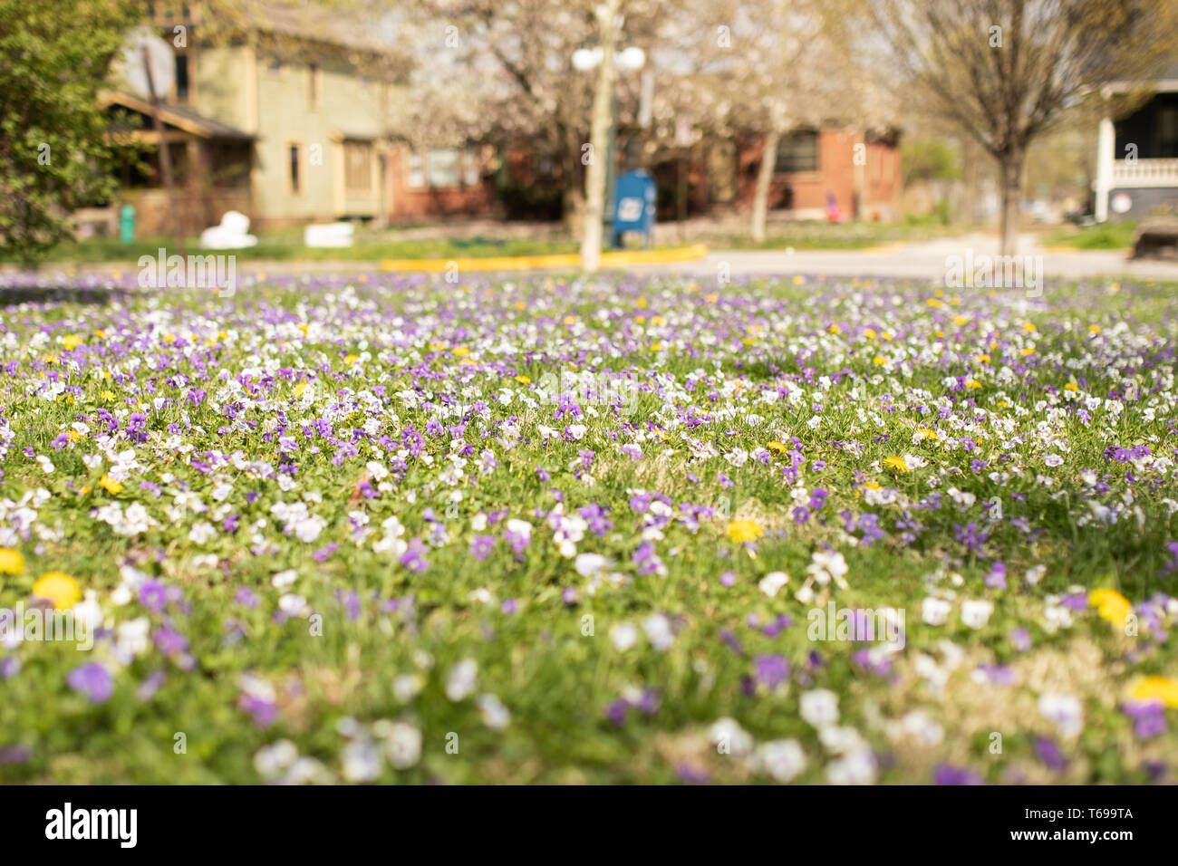 A grass lawn overflowing with Viola tricolor, also known as wild pansy, heartsease, or Johnny jump up, in Indianapolis, Indiana, USA. Stock Photo