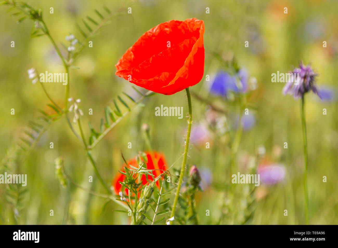 corn poppy or headwark, Papaver rhoeas Stock Photo Alamy