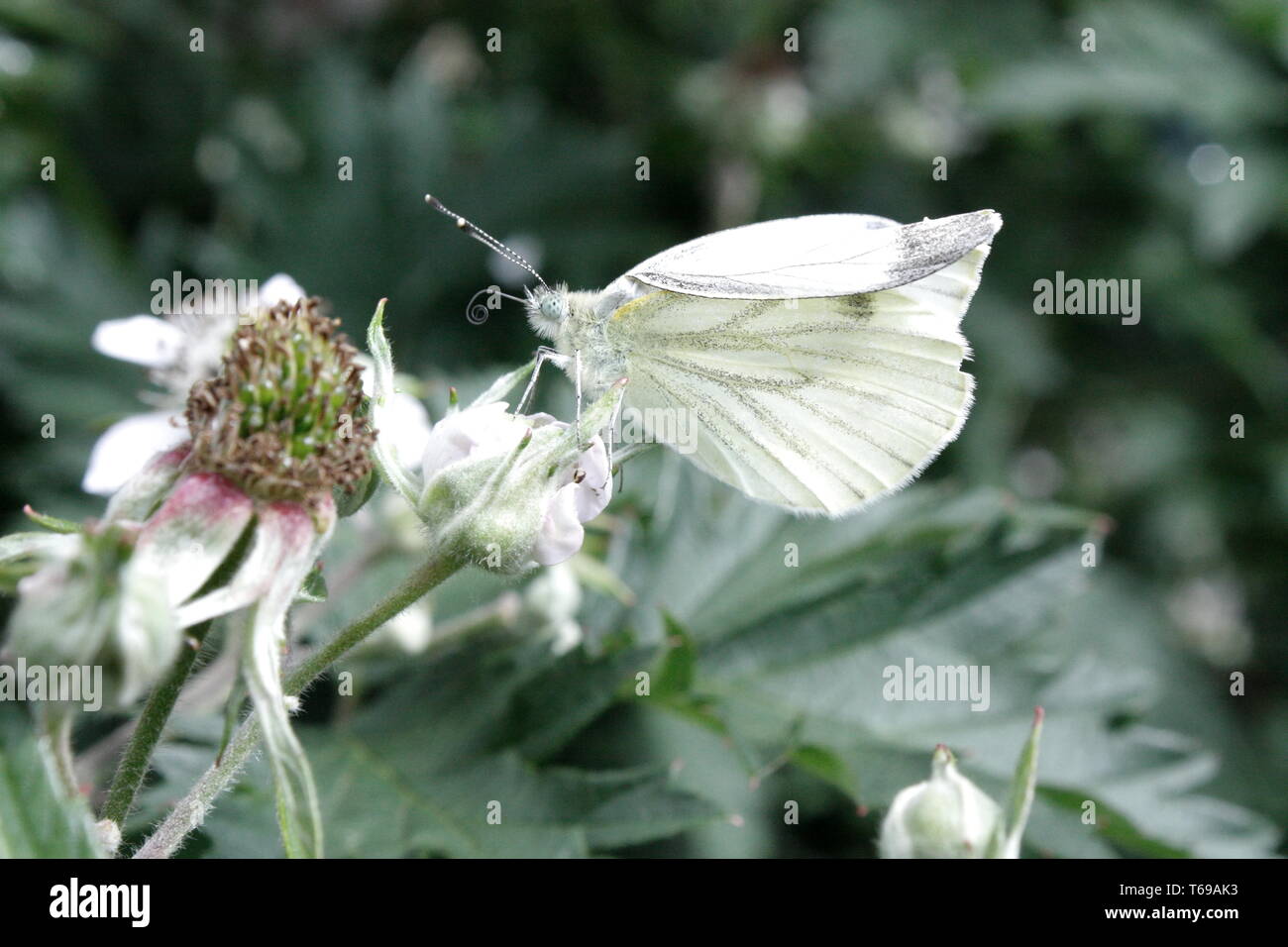 Butterfly, cabbage white butterfly with proboscis flower Stock Photo
