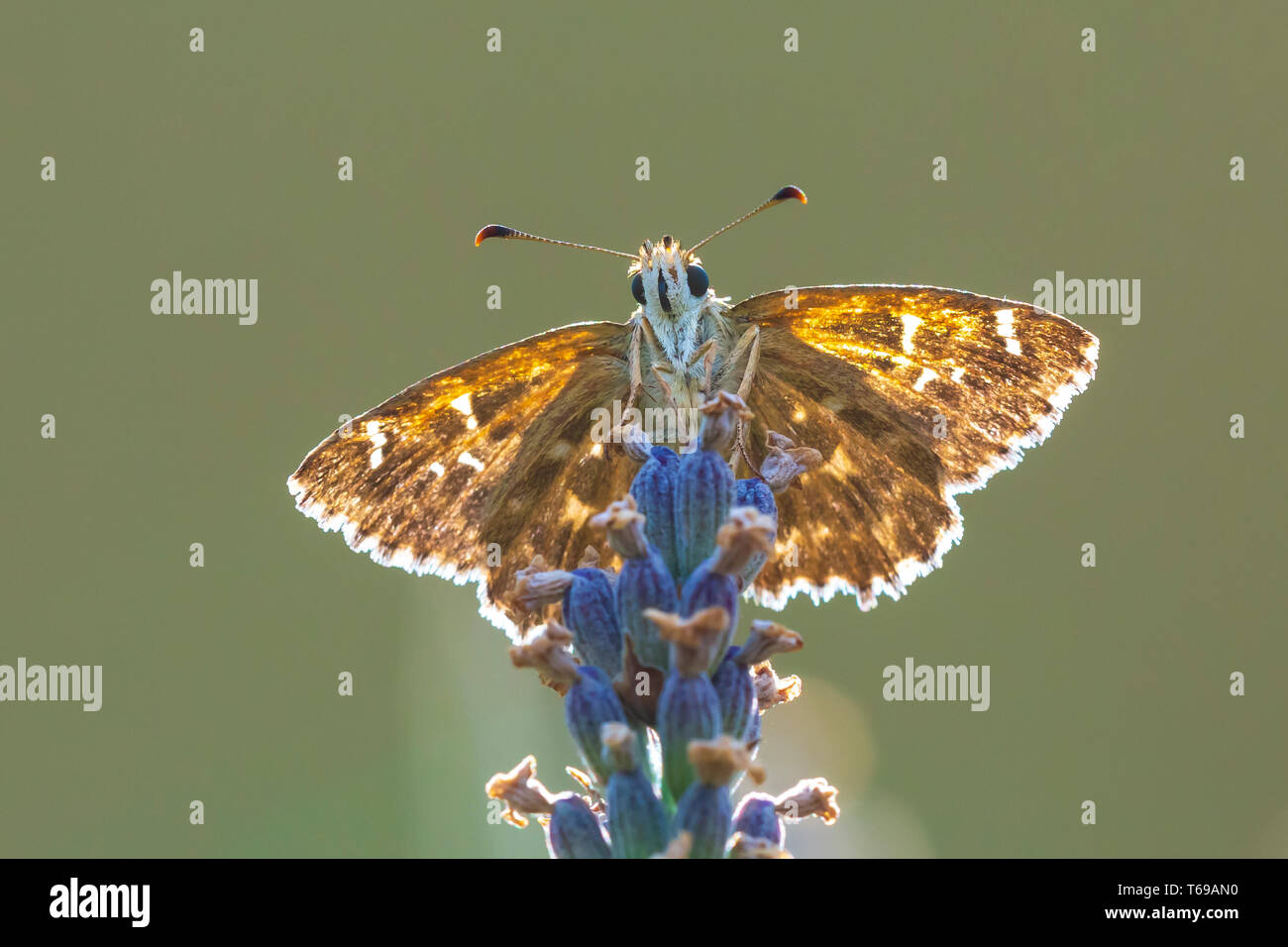Dingy skipper Erynnis tages butterfly pollinating in purple blooming Dingy skipper Erynnis tages butterfly pollinating in purple blooming