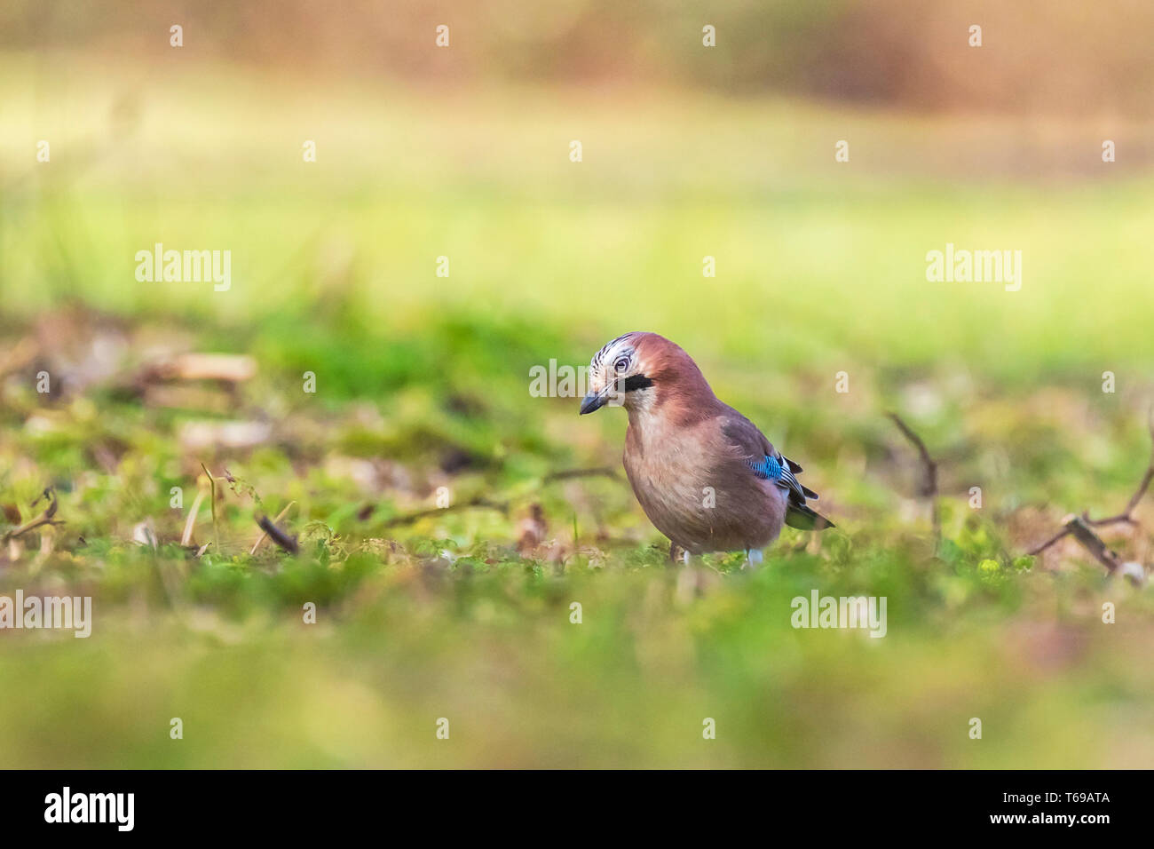 Eurasian jay bird Garrulus glandarius searching in a meadow for insects to feed. Stock Photo