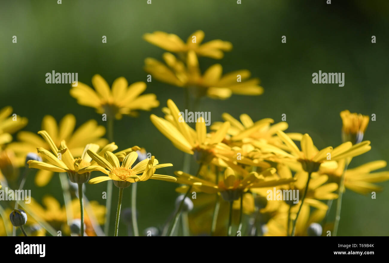 close-up of grey-leaved euryops in bloom Stock Photo