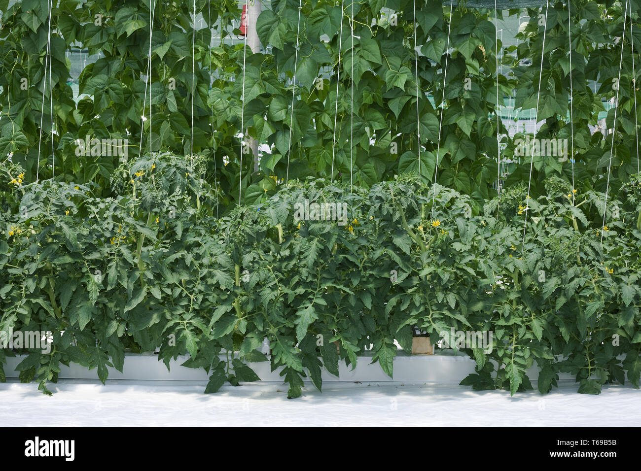 Growth Hydroponic Hothouse Stock Photo