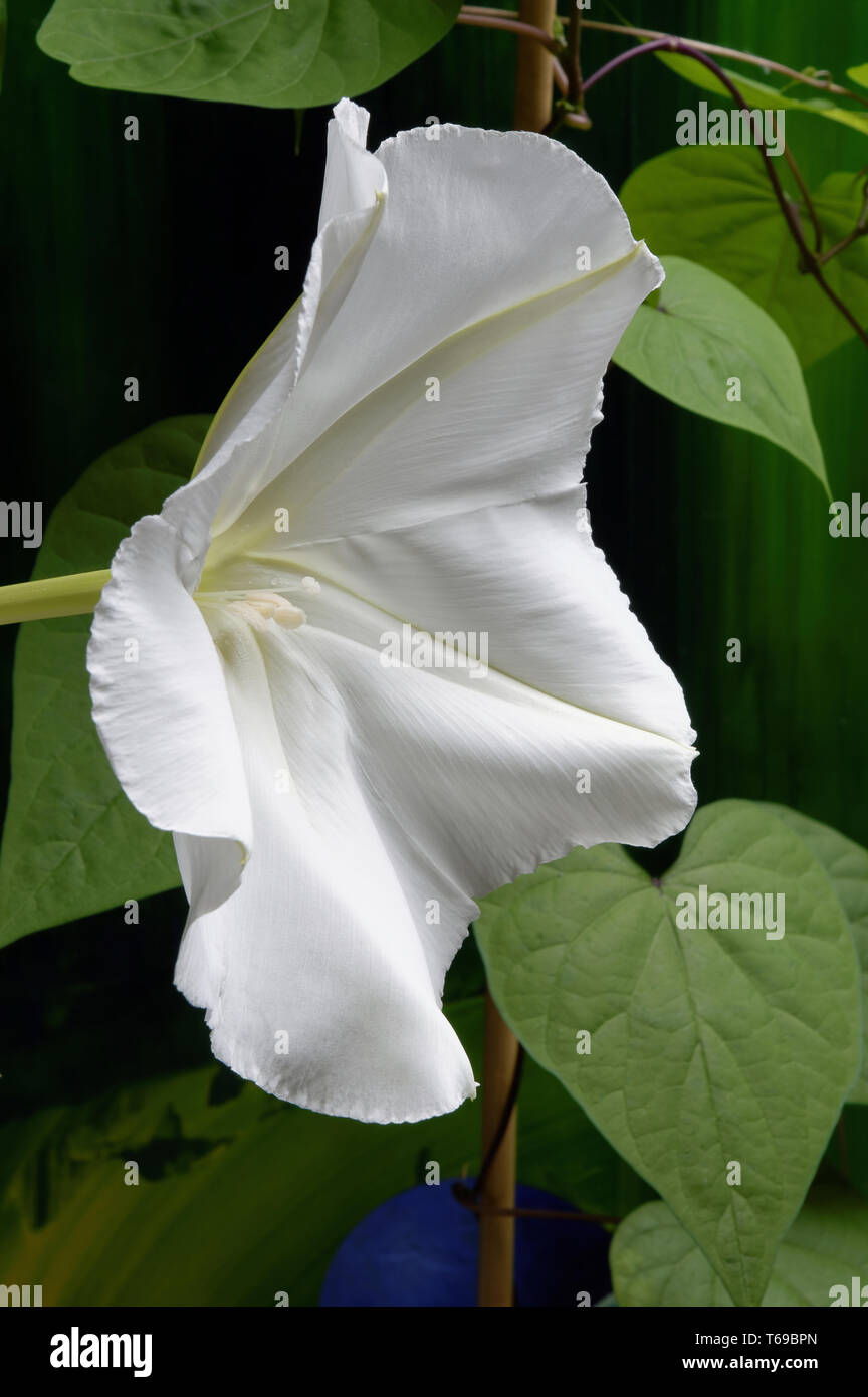 Moonflower (Ipomoea alba) Stock Photo