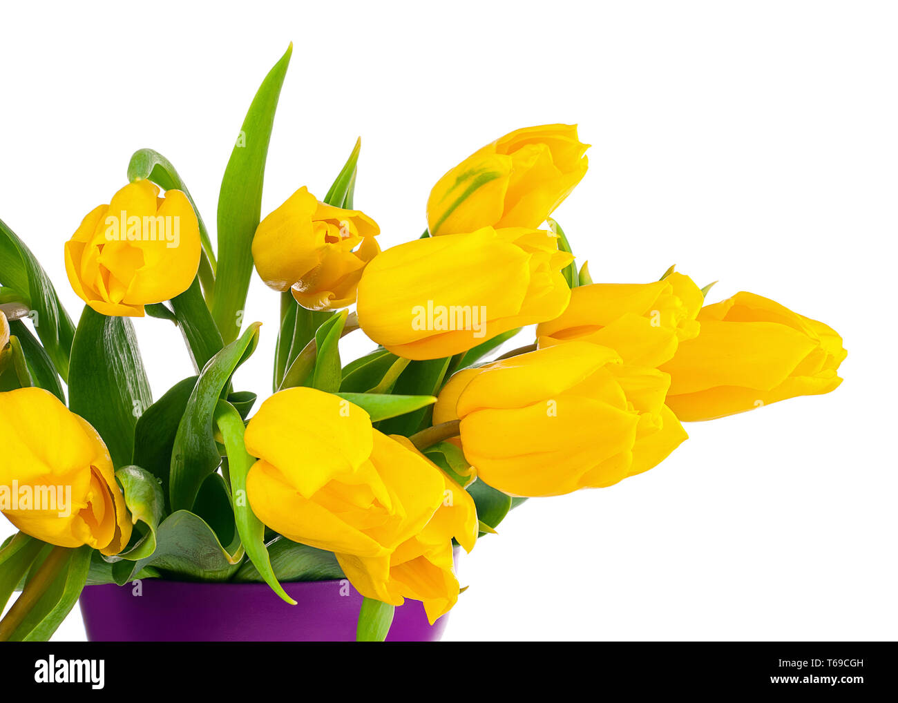 Yellow tulips in lilac vase isolated on white background Stock Photo ...