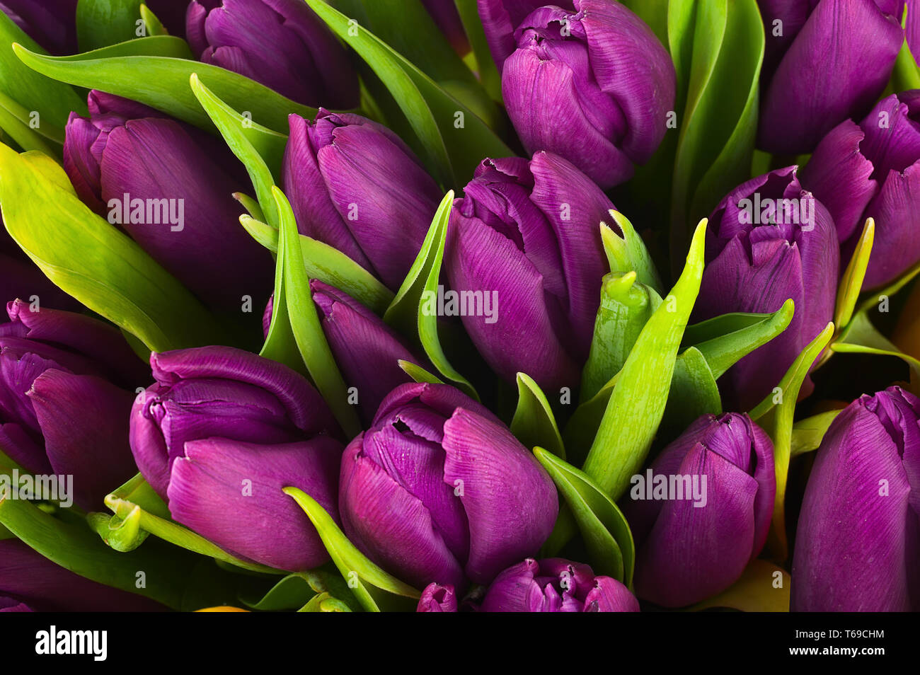 Tulip blooming season in the Netherlands, Europe Stock Photo - Alamy