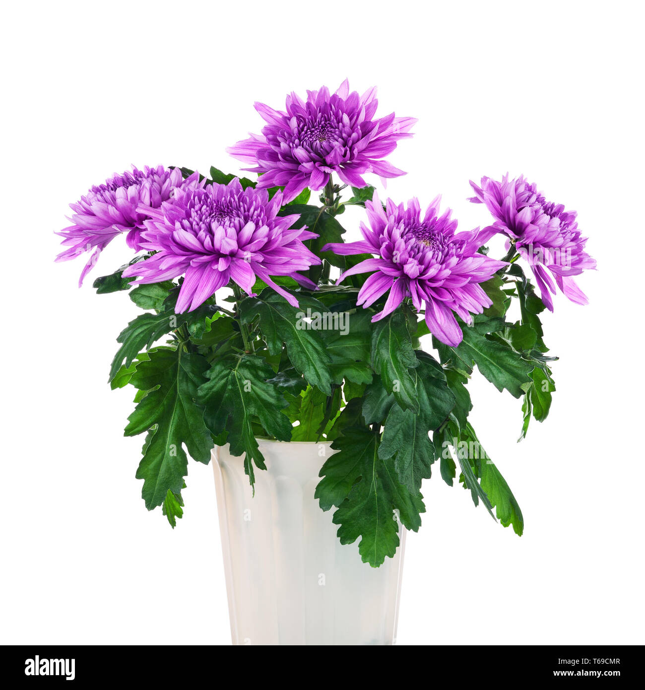 Bouquet of chrysanthemums in flower pot Stock Photo Alamy