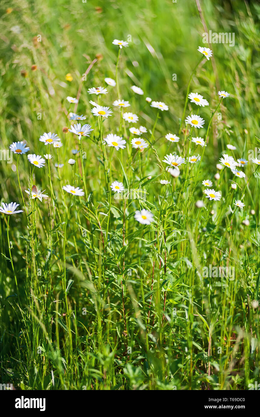 Background Little White Flowers High Resolution Stock Photography and