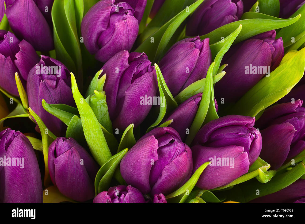 Tulip blooming season in the Netherlands, Europe Stock Photo Alamy