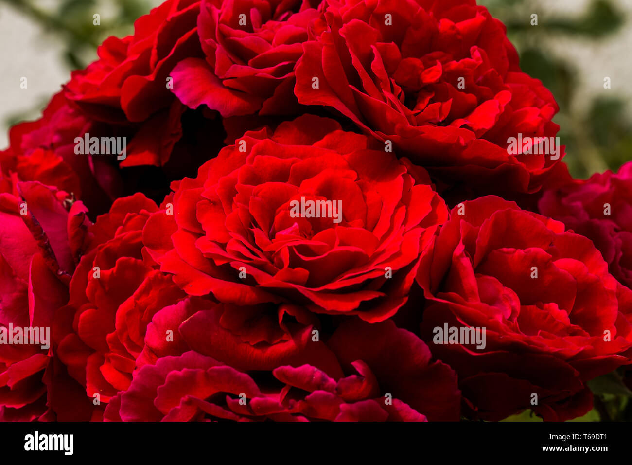 beautiful red roses for romatic background Stock Photo - Alamy