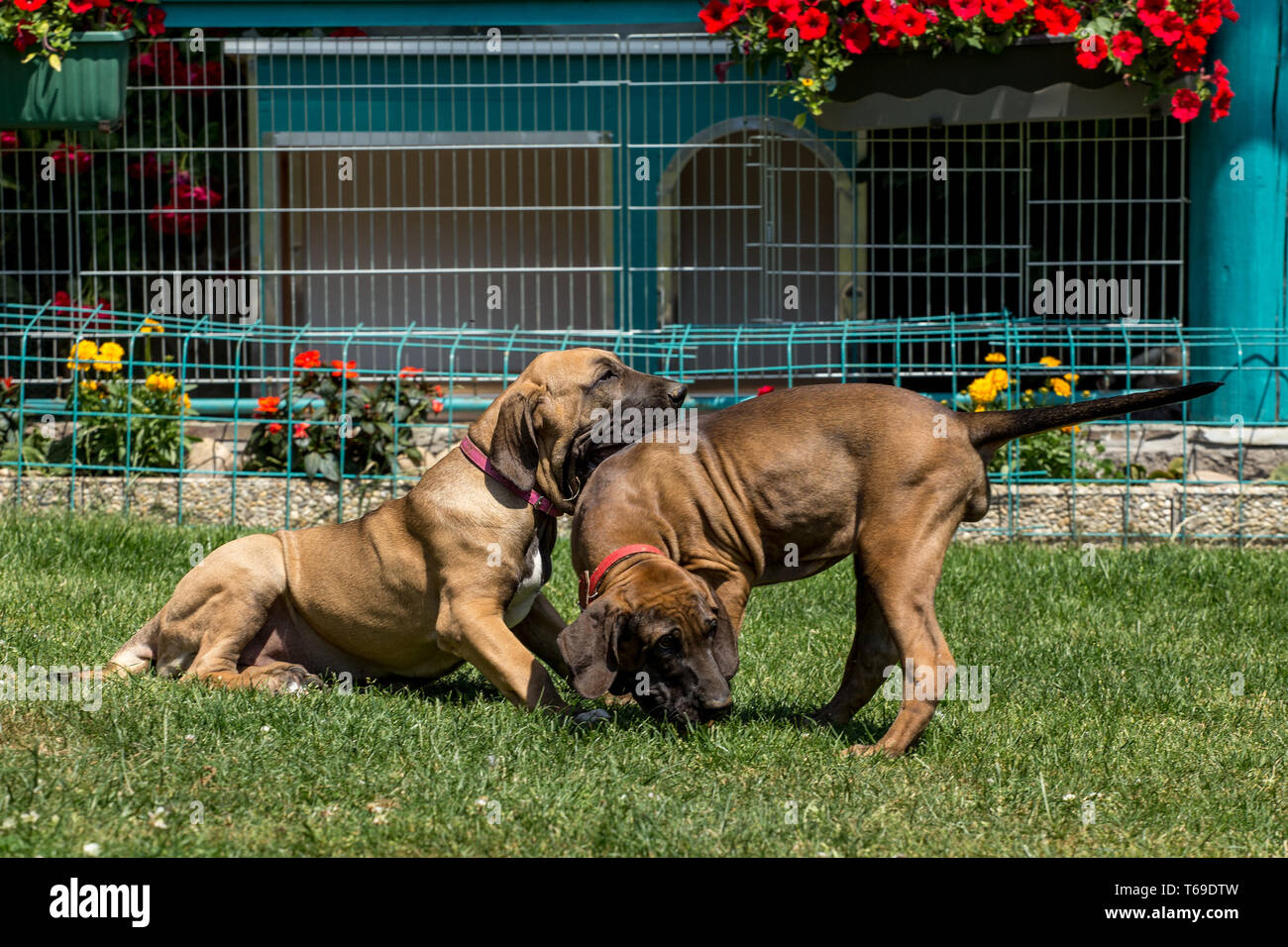 two puppy of Fila Brasileiro (Brazilian Mastiff Stock Photo - Alamy