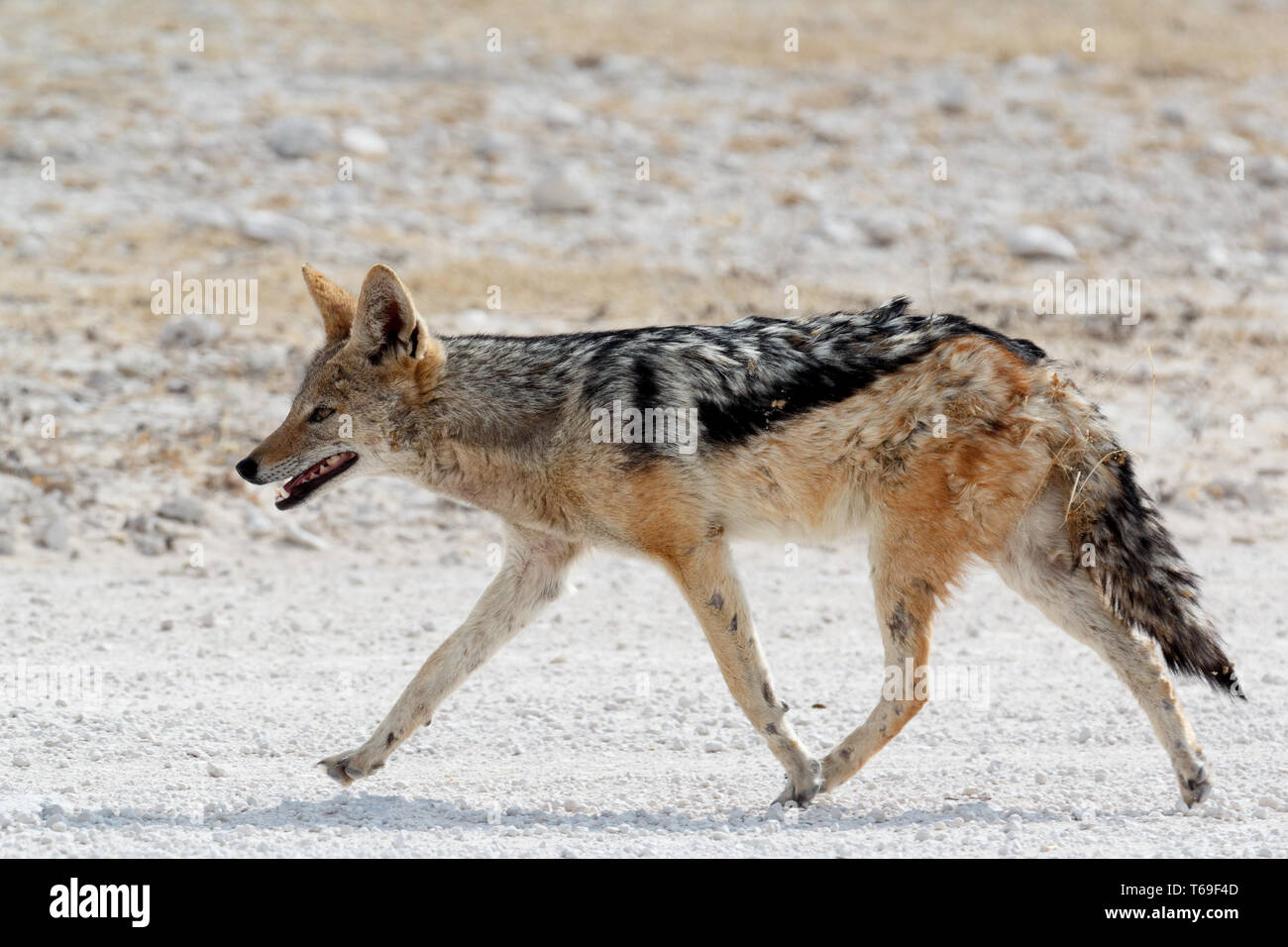 black-backed jackal Etosha Stock Photo