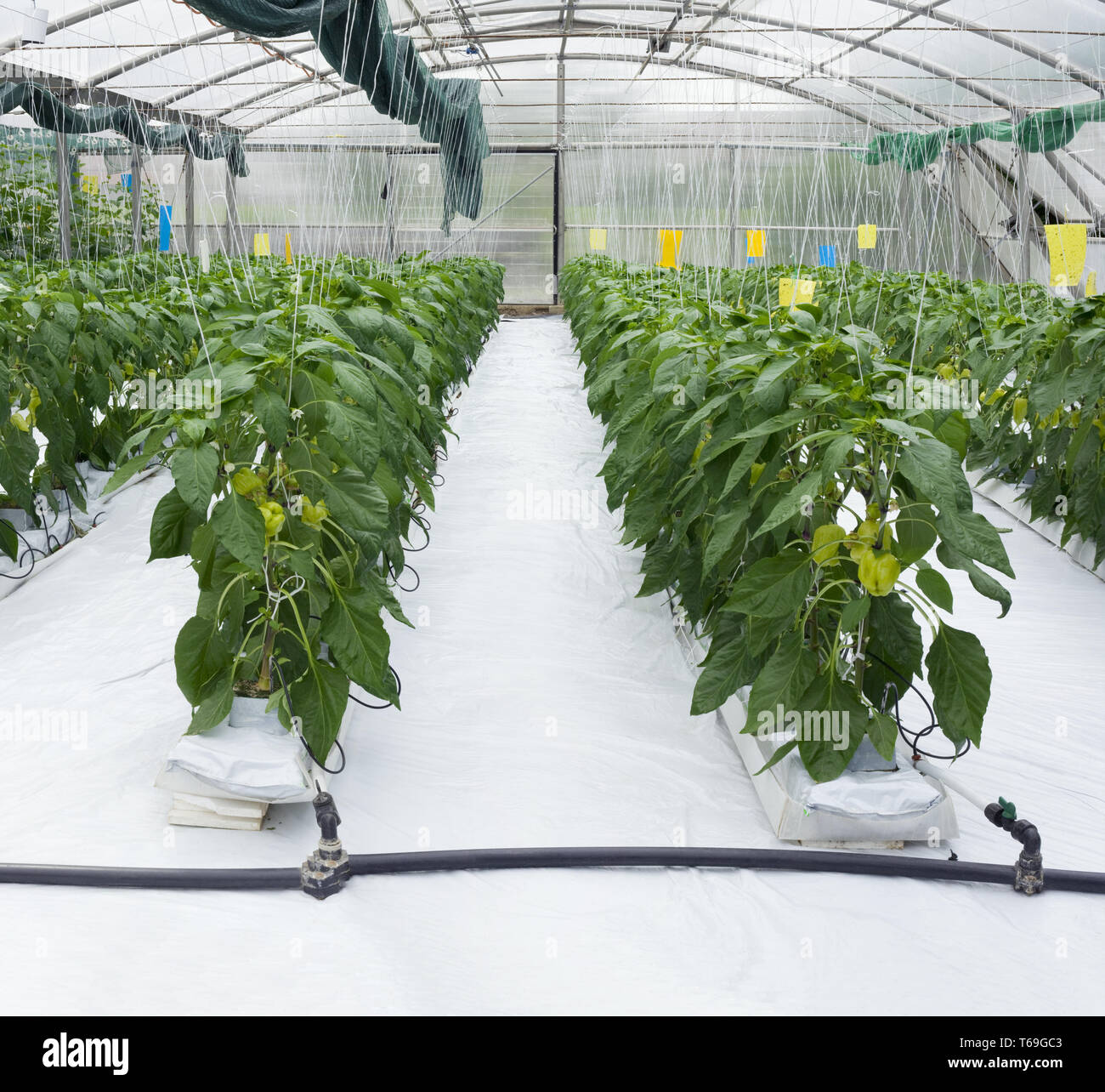 Greenhouse plant hi-res stock photography and images - Alamy