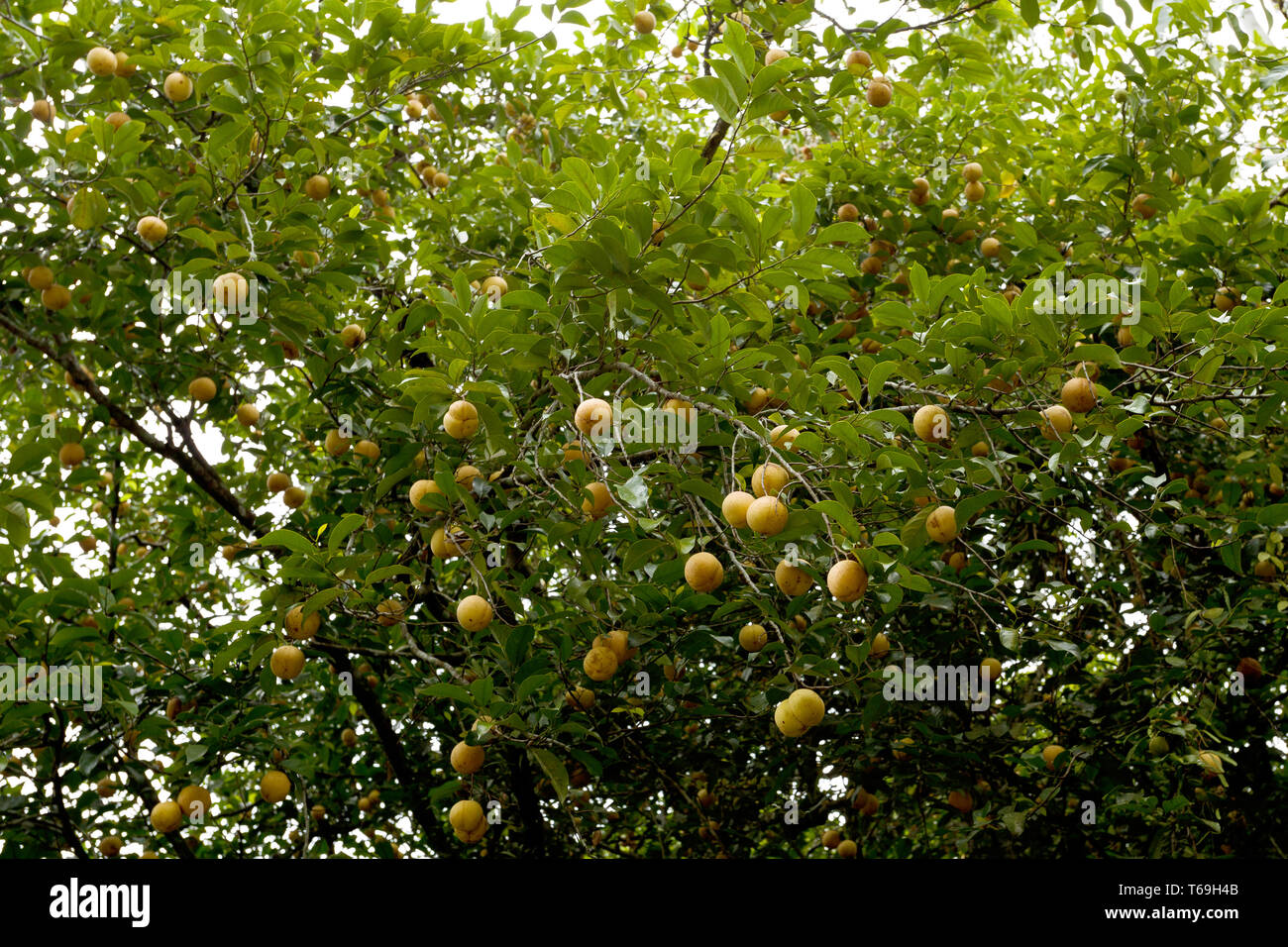 Nutmeg Tree In Kerala