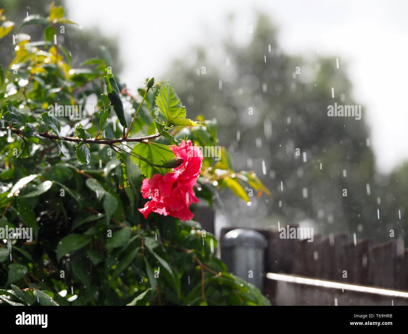 Raining on Flowers. Rain drops falling on Hibiscus plant and flower in