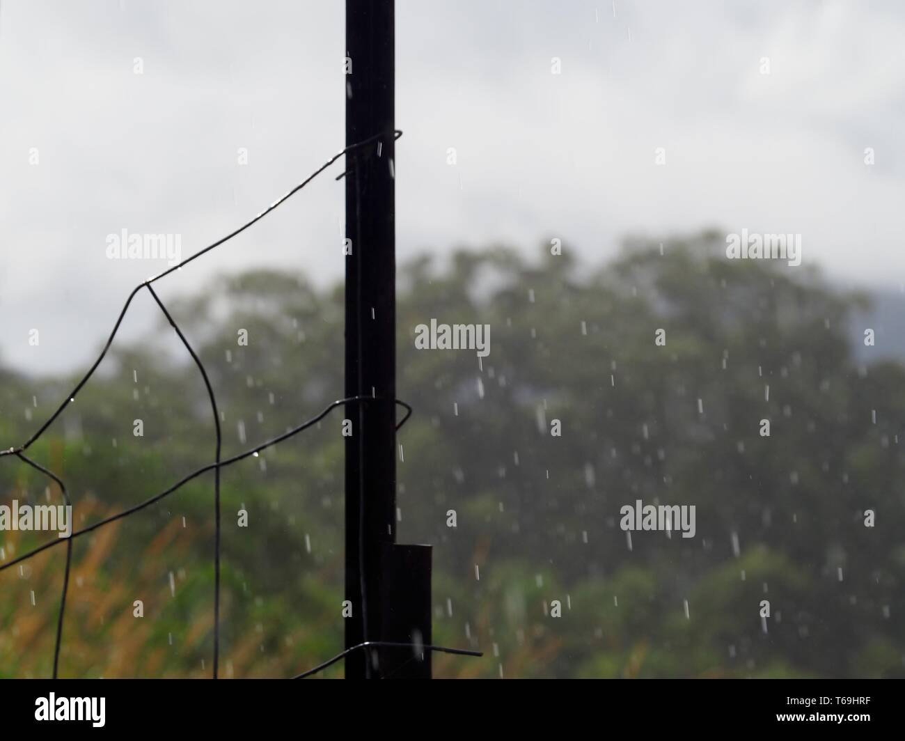 Raining, Raindrops falling gently on a wet rainy Autumn day in Australia, metal fence picket and fencing wire mesh, trees and plants in background Stock Photo