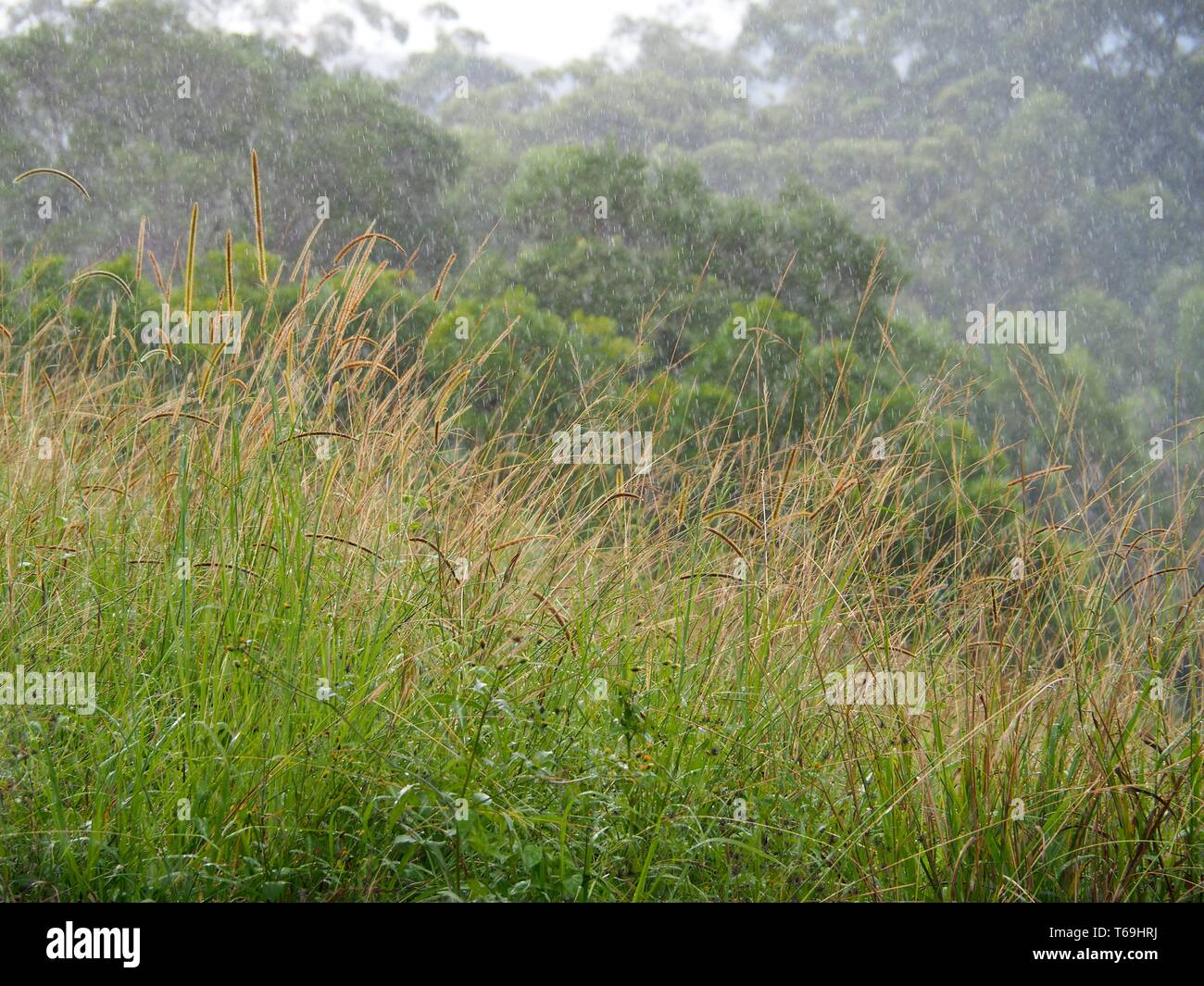 Rainy Autumn day in Australia Stock Photo Alamy
