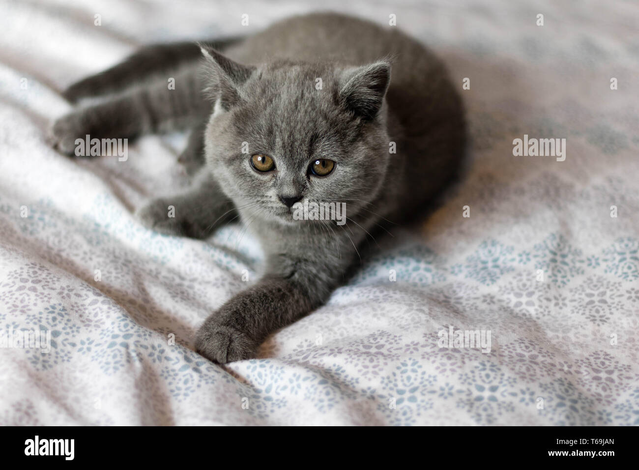 A blue British kitten lying on a white blanket. Stock Photo