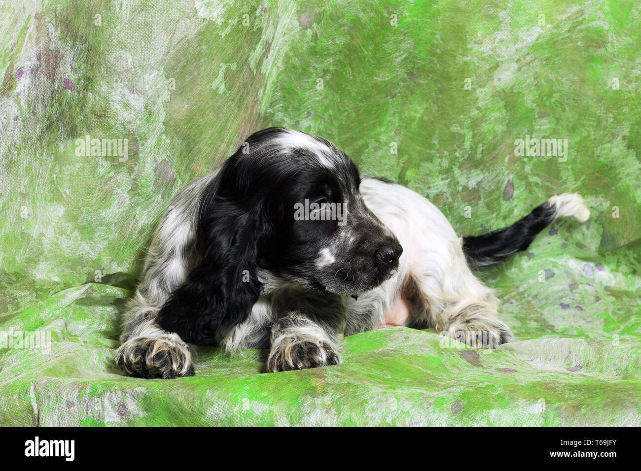 Cocker Spaniel Puppy Black White High Resolution Stock Photography And Images Alamy