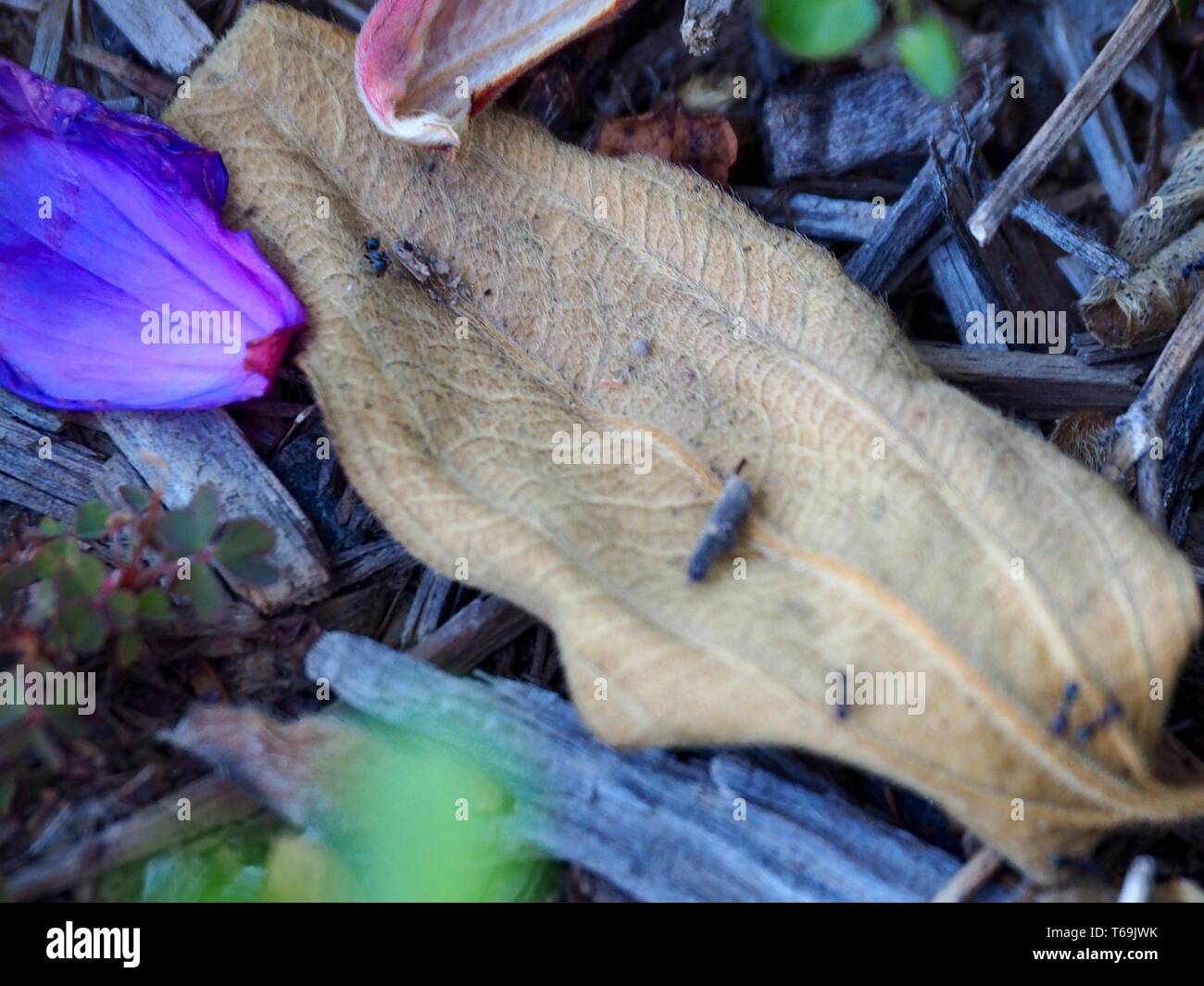 Natural litter on the ground, consisting of bark chips, leaves, weeds and rich purple Tibouchina petals Stock Photo