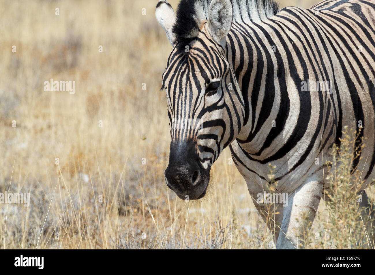 Zebra in african bush Stock Photo