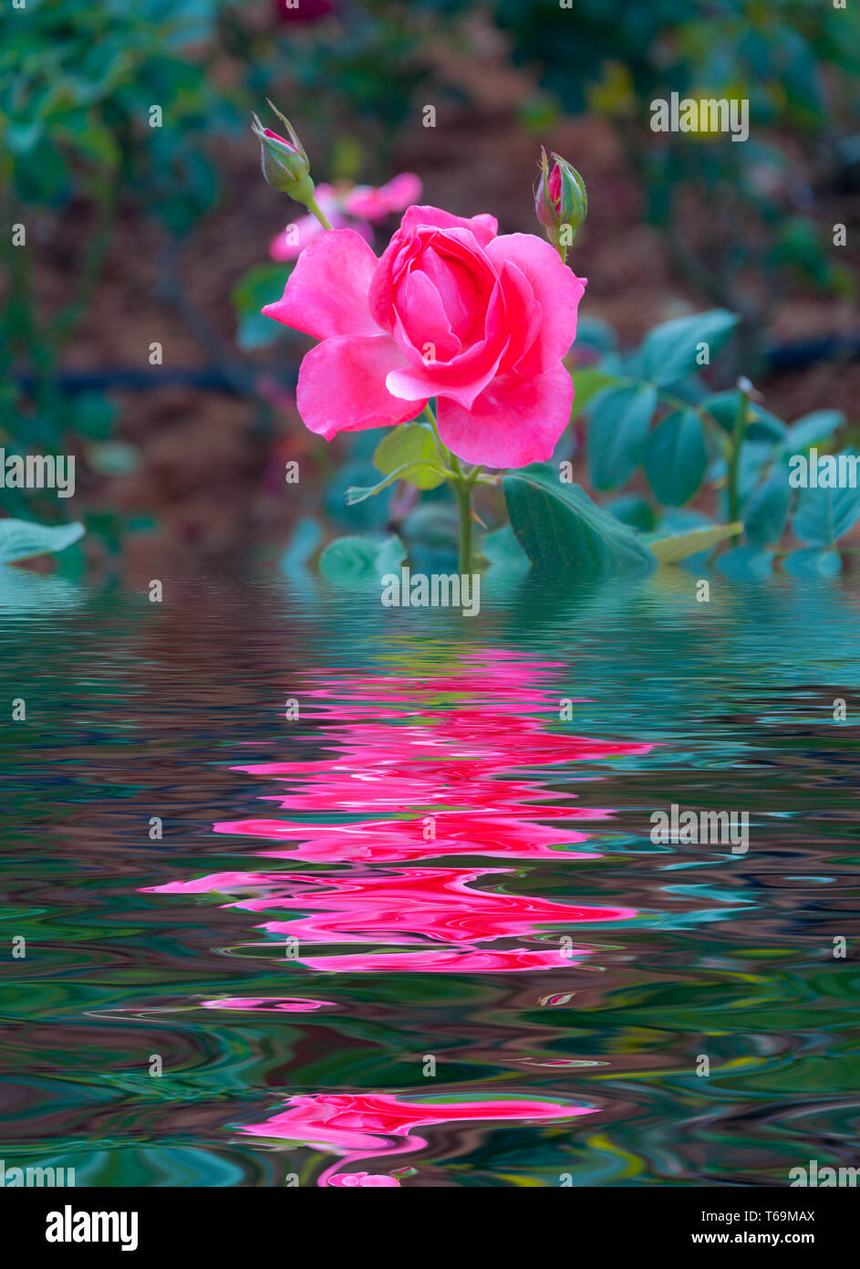 Water Ripple and reflections of Flora on water Stock Photo - Alamy