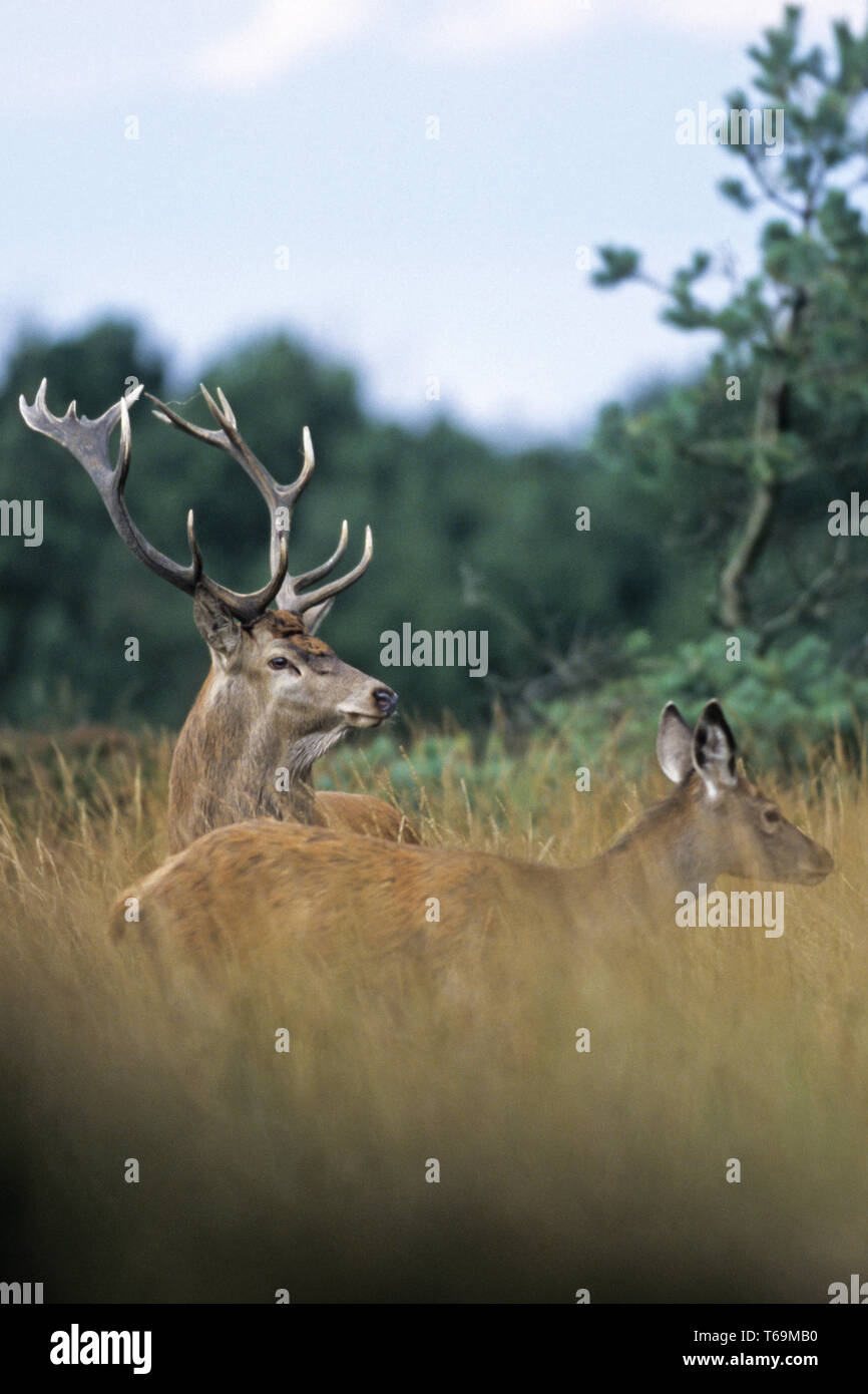 Red Deer, only mature stags hold groups of hinds and calves in the rut Stock Photo
