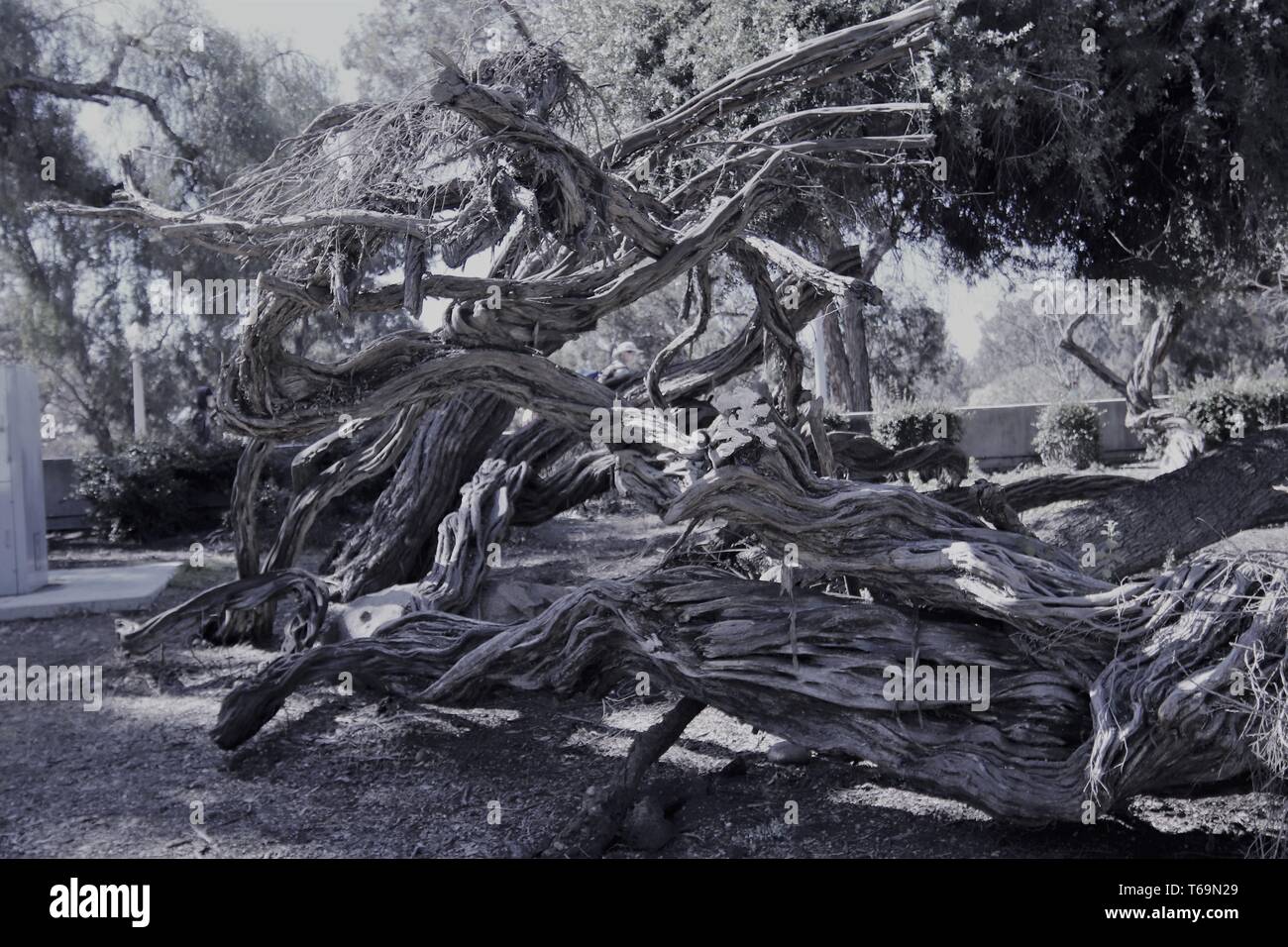 Twisted branches and tree roots at Balboa Park Stock Photo
