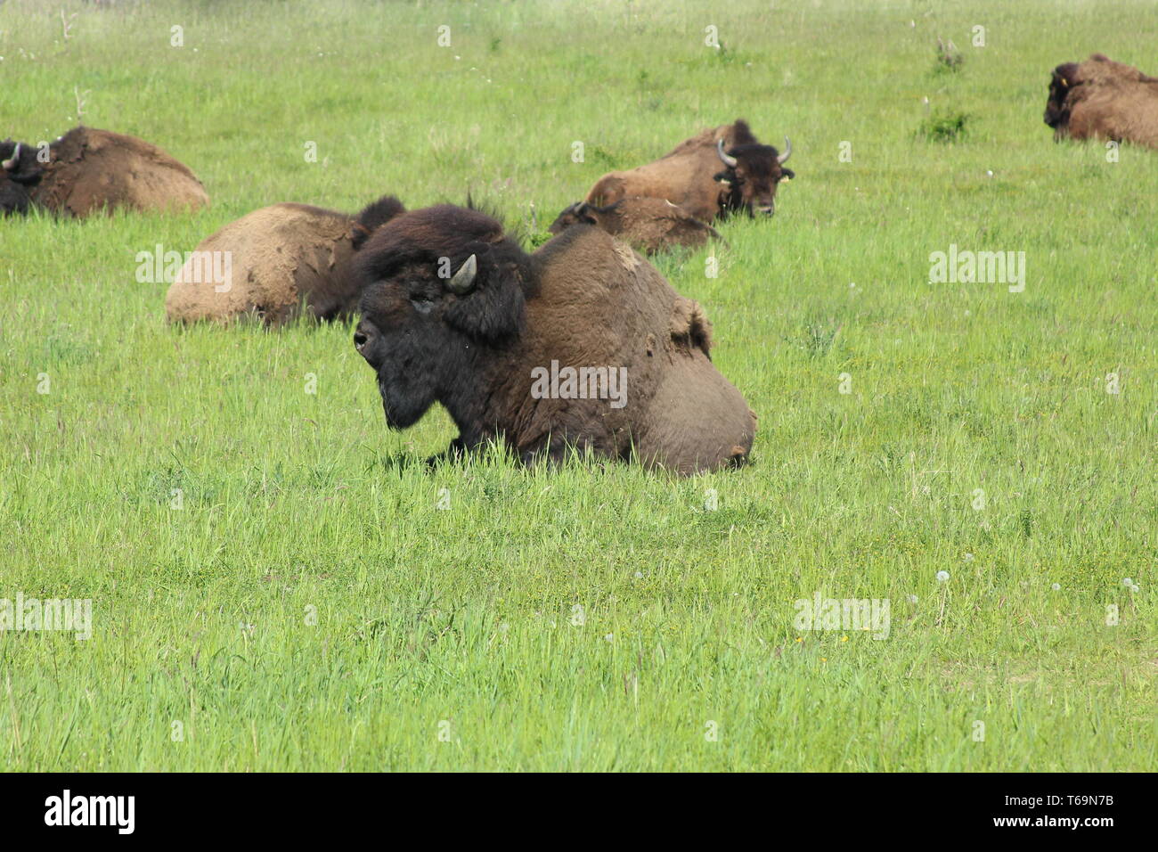 Bisonherd on meadow Stock Photo