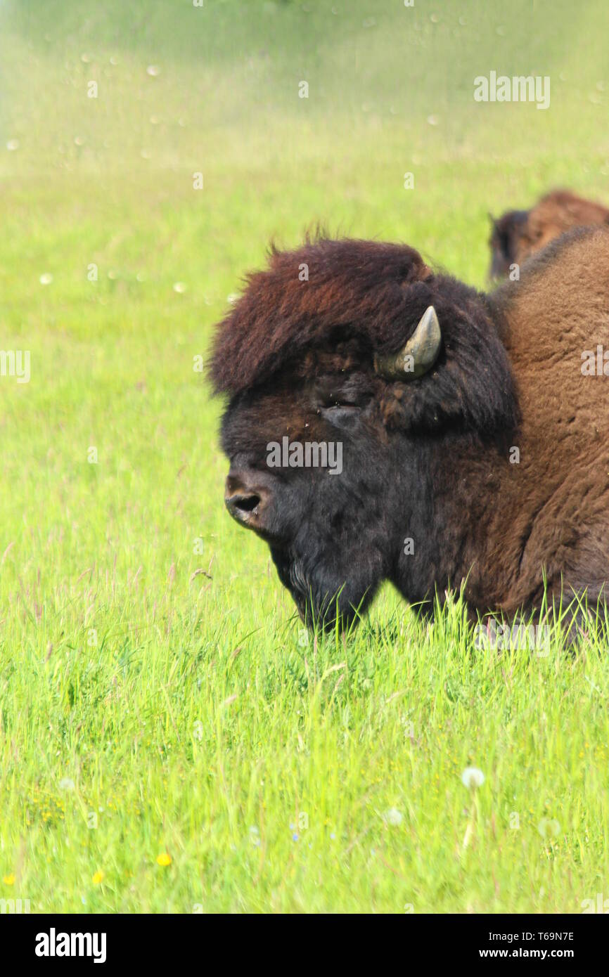 Bison on meadow Stock Photo