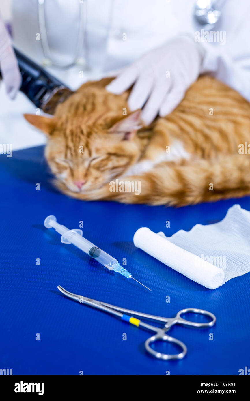 Close up on a vet shaving a cat and some operation tools Stock Photo