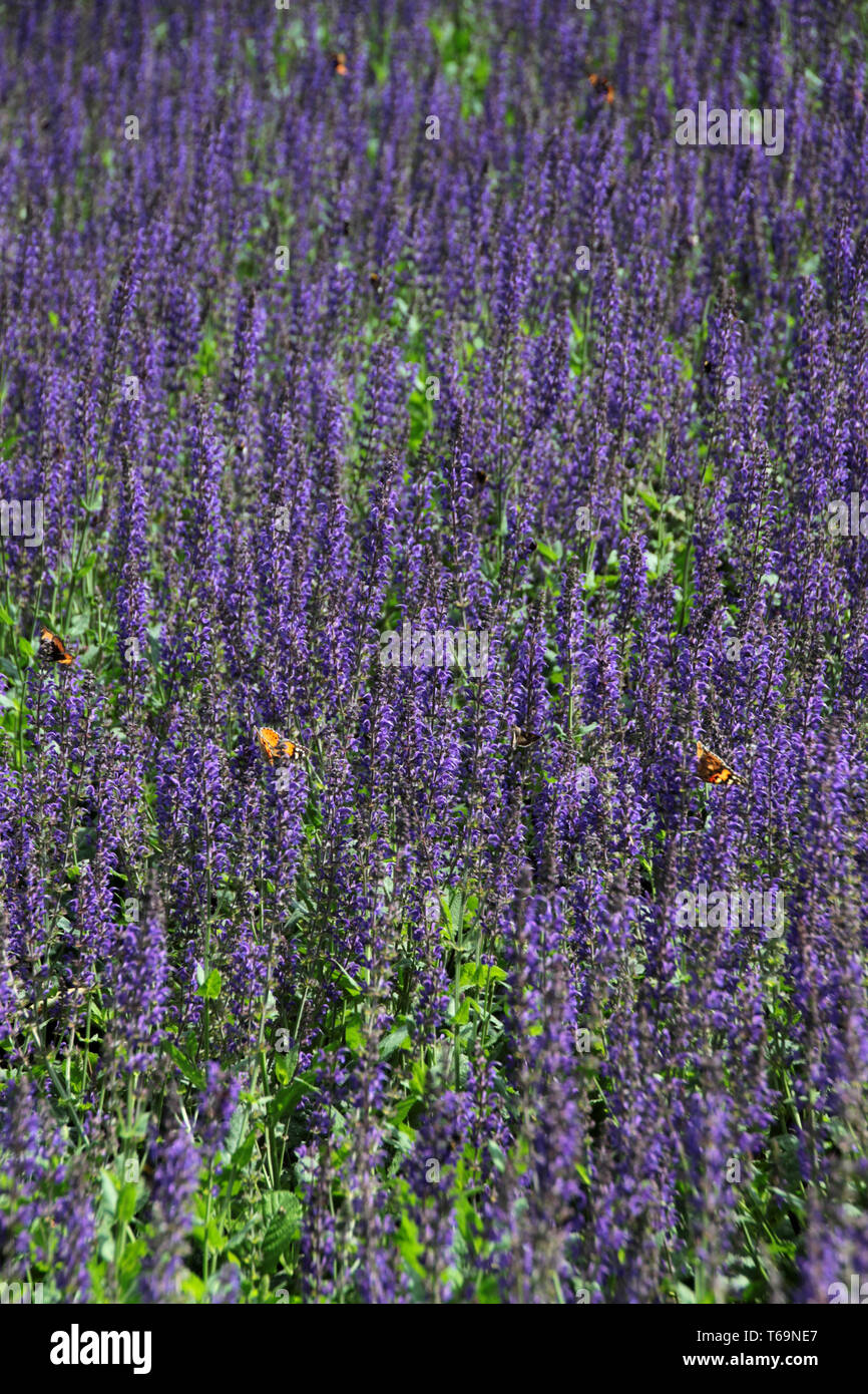 Lavender field, Provence, France, Europe Stock Photo
